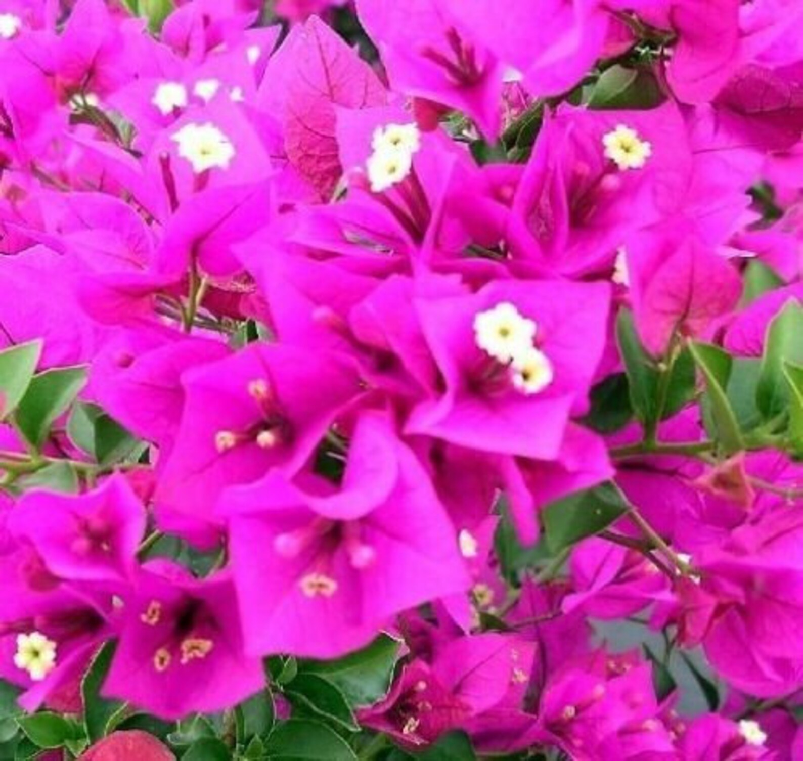 Bougainvillea plant 'Royal Purple' Bougainvillea Etsy
