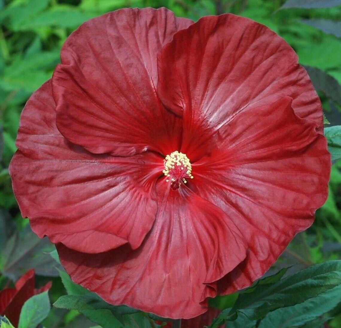 CRANBERRY CRUSH Hardy Hibiscus Plant in 4.5 pot Live Etsy