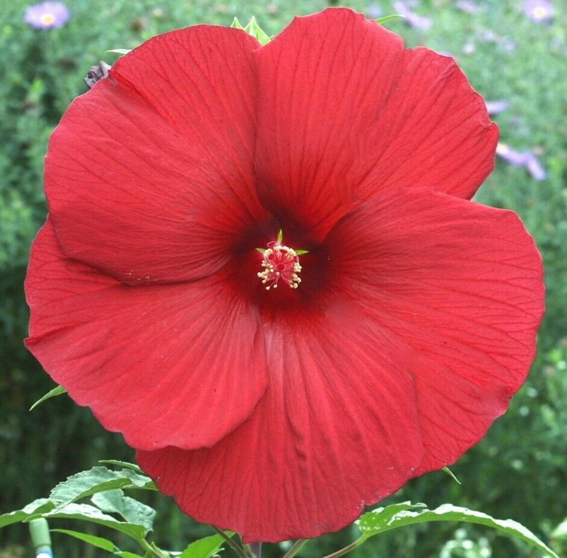 My Valentine Hardy Hibiscus Plant In 4.5 Pot Live Plant Etsy
