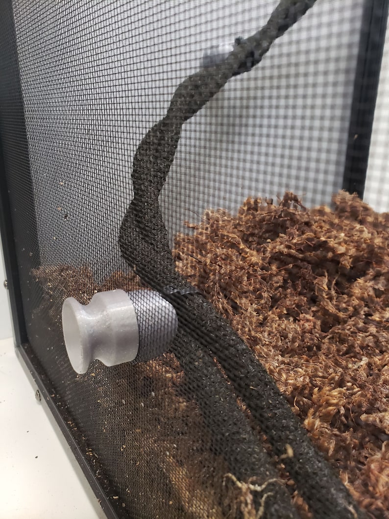 Reptile Vine Holder Etsy