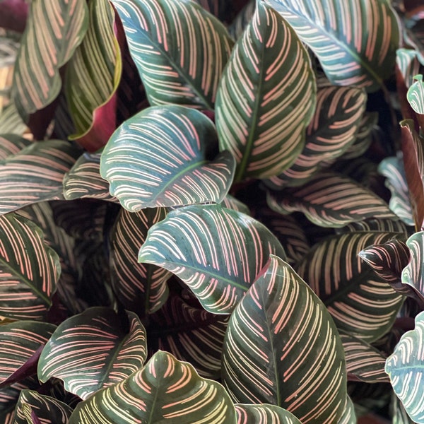 Small Calathea Ornata Pink Pinstripe (6 inch) Plant Growers Choice