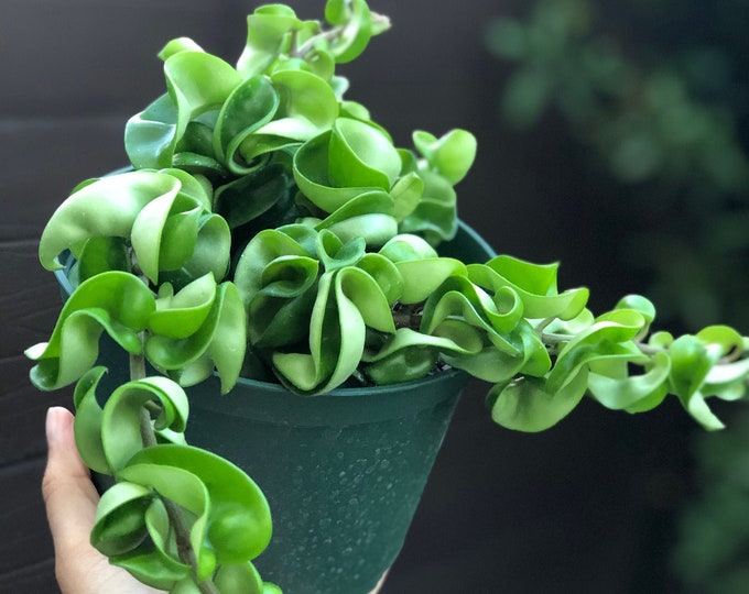 Hindu Rope Hoya Carnosa Compacta Individual Ropes please - Etsy