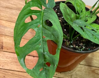 Monstera Adansonii Etsy