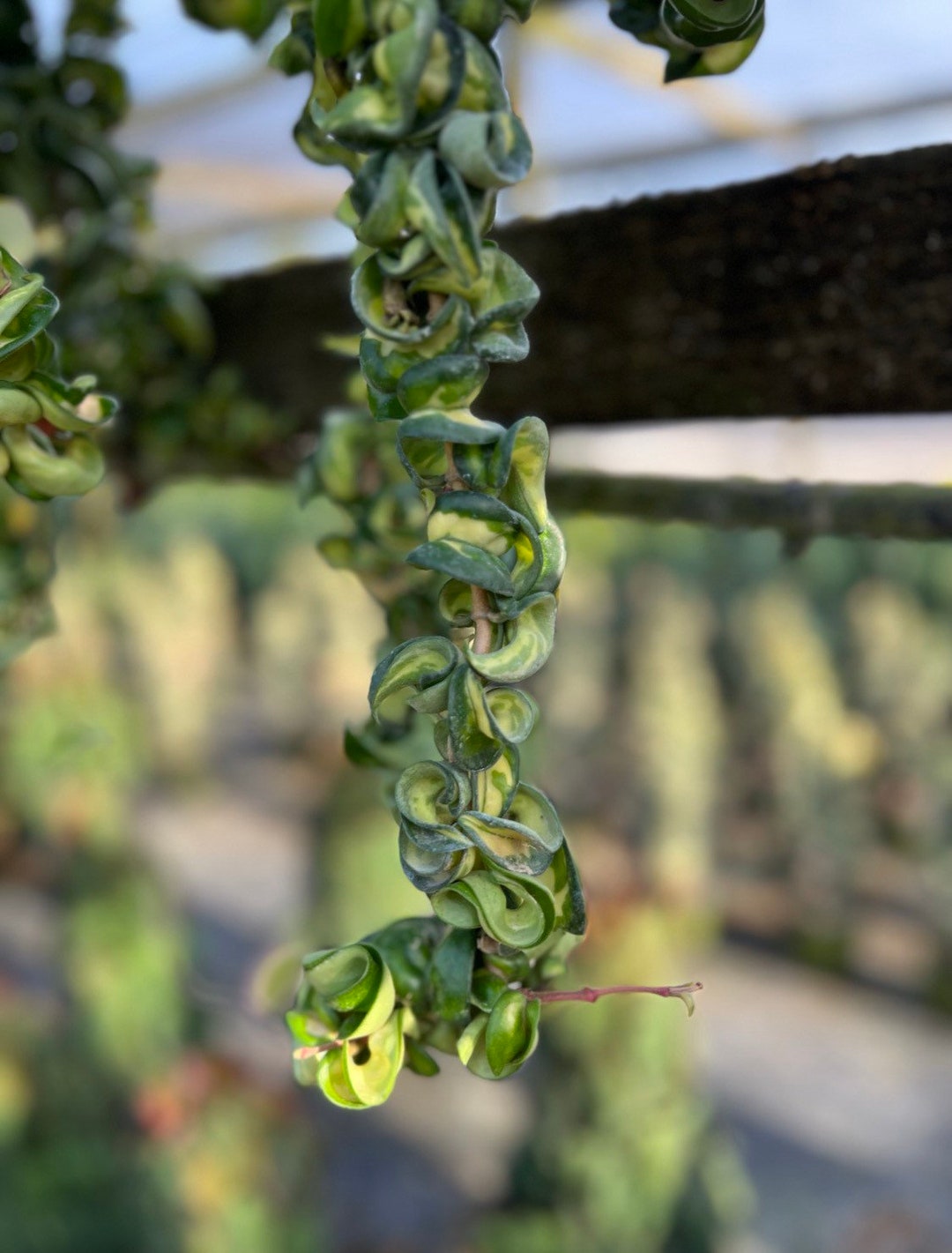 Mauna Loa Hindu Rope Reverse Variegated Hoya Compacta 222 Inch Long