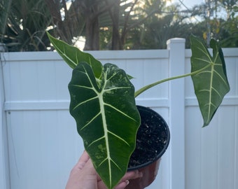 Variegated Alocasia Frydek (6 inch) Full Plant