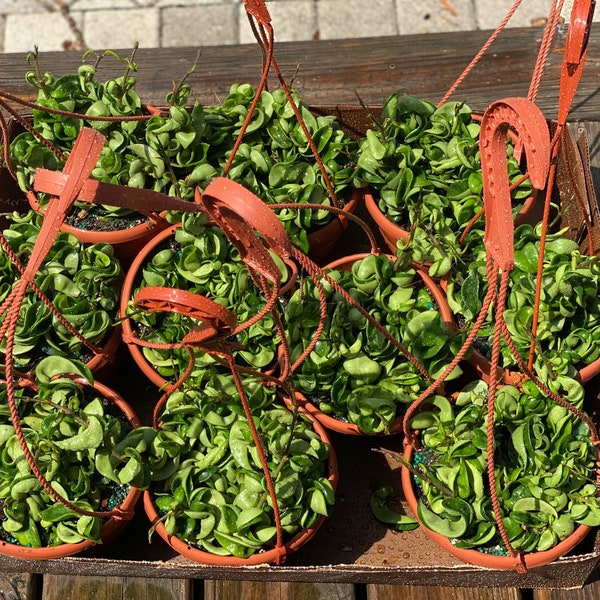 Hoya Carnosa Hindu Rope (6 inch) Full Plant Growers Choice