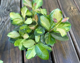 Hoya Australis Lisa (6 inch) Full Plant Growers Choice