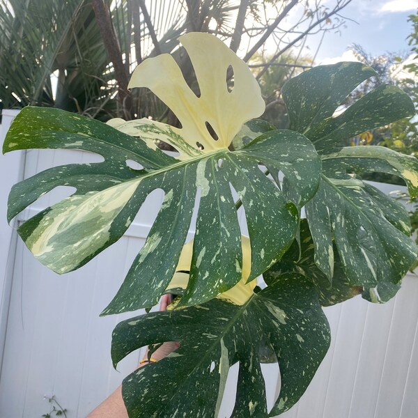 Large Monstera Thai Constellation (6 inch) Full Plant