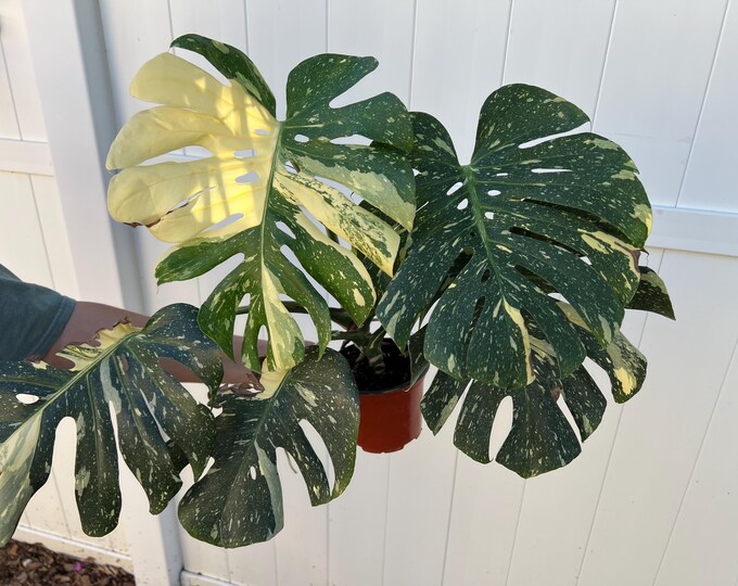 Large Monstera Thai Constellation 6 Inch Full Plant - Etsy