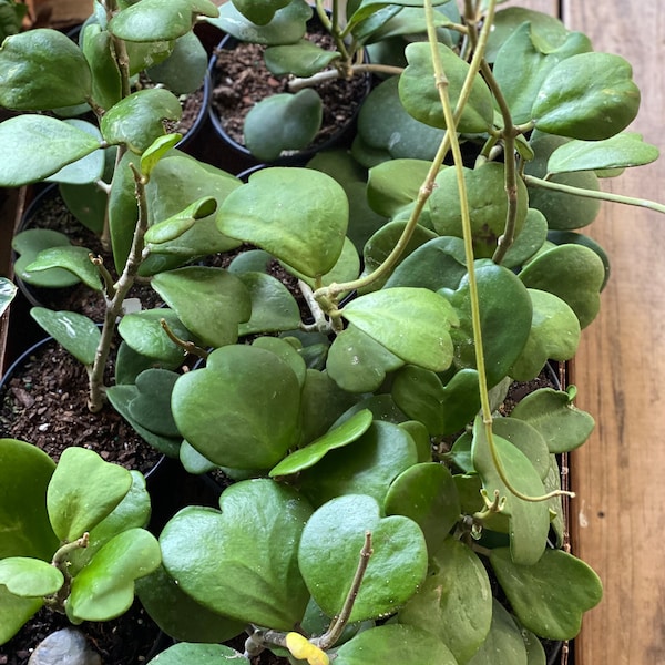 Hoya Kerrii Heart (6 inch) Full Plant Growers Choice