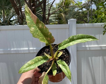 Variegated Philodendron Ring of Fire (6 inch) Full Plant