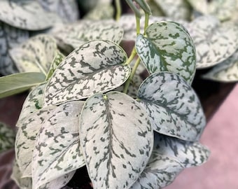 Scindapsus Silver Lady (6 inch) Full Plant Growers Choice