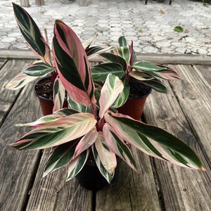 Stromanthe Triostar (6 inch) Full Plant