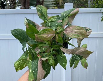 Large Syngonium Tri Color (6 inch) Full Plant