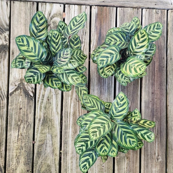 Calathea Makoyana Peacock (6 inch) Full Plant Growers Choice