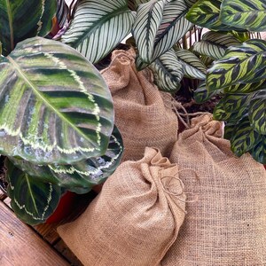 May include: Three brown burlap bags with drawstrings, sitting on a wooden surface. The bags are filled with soil and are surrounded by green leafy plants.