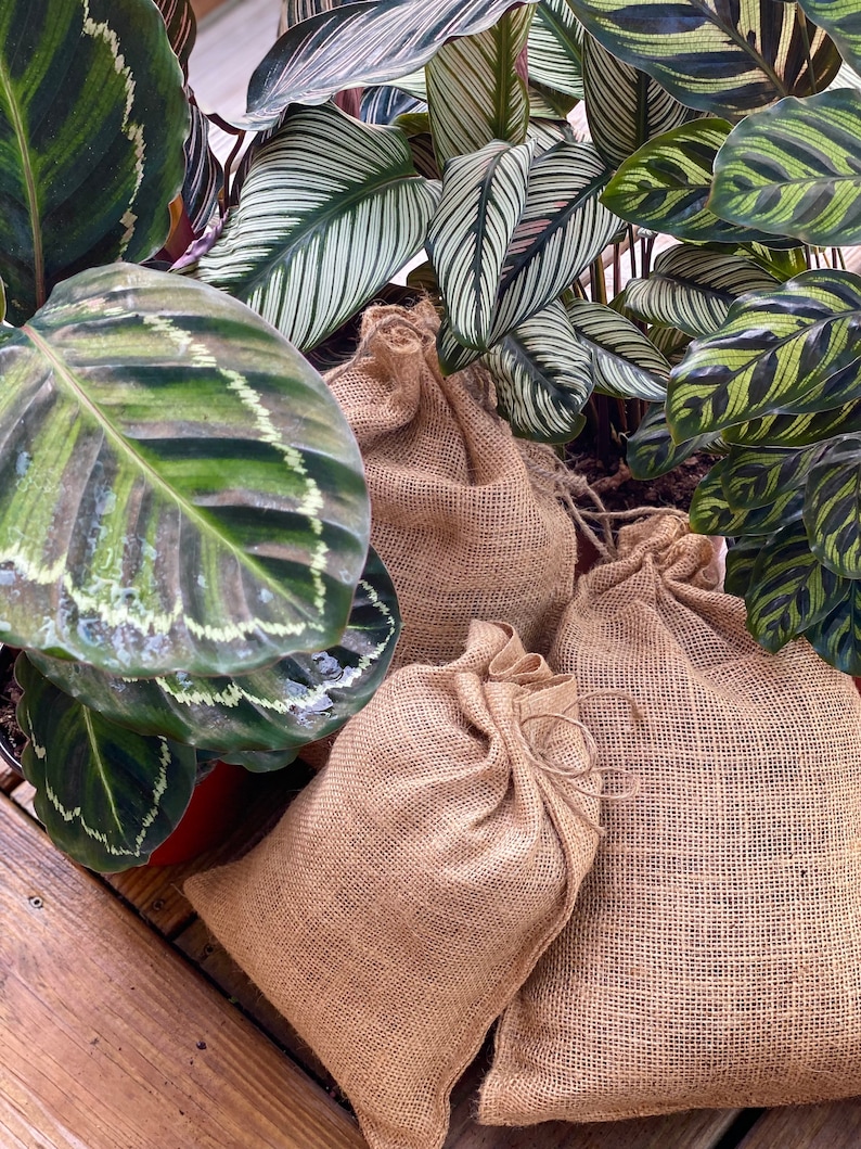May include: Three brown burlap bags with drawstrings, sitting on a wooden surface. The bags are filled with soil and are surrounded by green leafy plants.