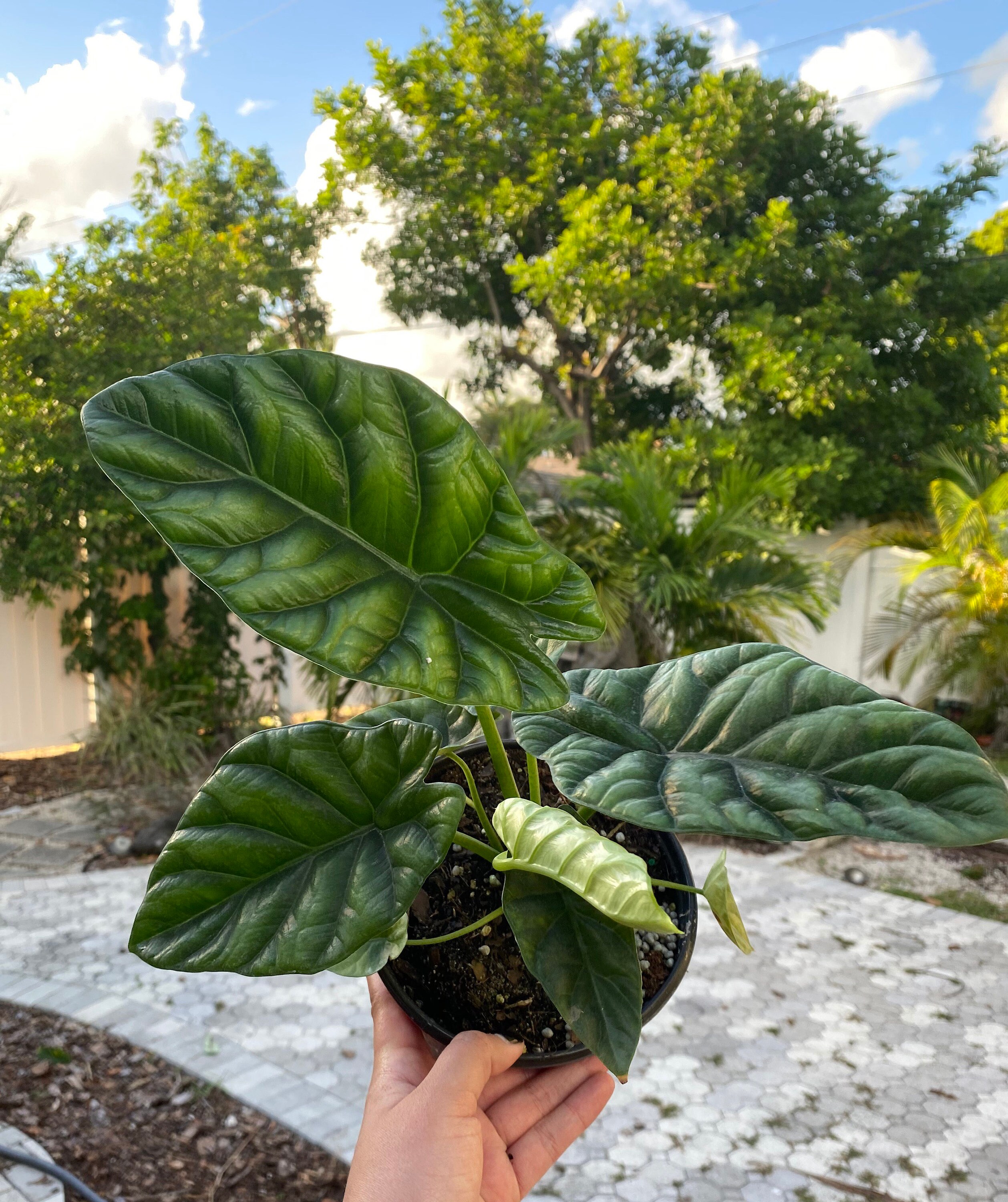 Alocasia Sinuata Quilted Dreams