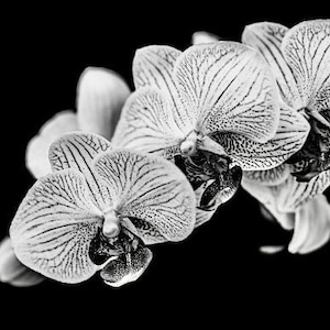 Black and White - Phalaenopsis Orchid Photography BW High Definition Wall Art Picture File Only Digital File High Detail Plant Art Flower