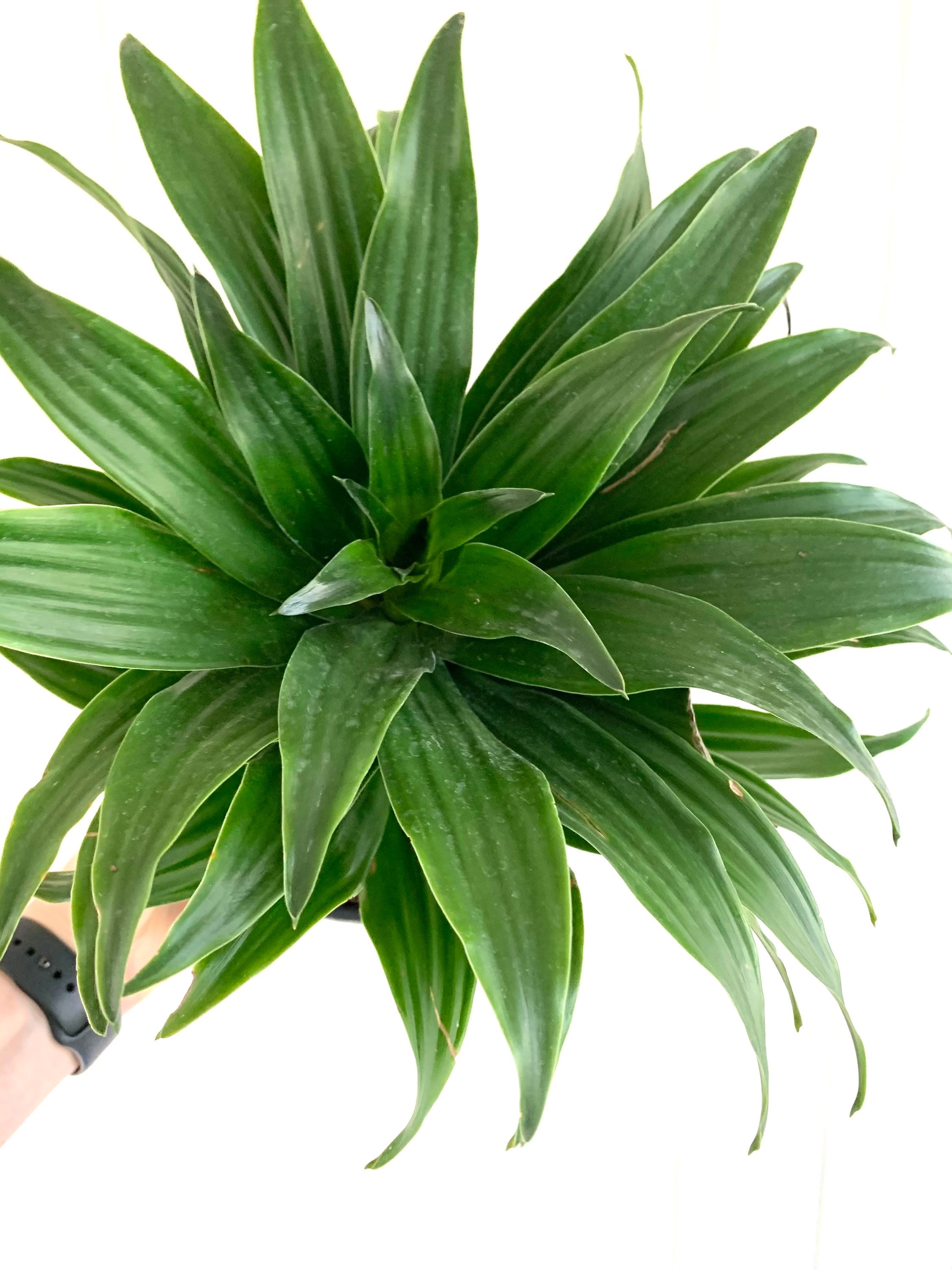 Stunning Dracaena Craig Compacta 6 Pot Rooted Plant Low Light