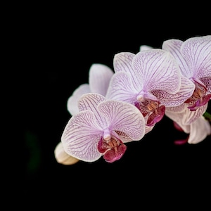 Full Color - Phalaenopsis Orchid Plant Flower Photography High Definition Wall Art Picture File Only Digital File High Detail Pink Purple