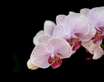 Full Color - Phalaenopsis Orchid Plant Flower Photography High Definition Wall Art Picture File Only Digital File High Detail Pink Purple