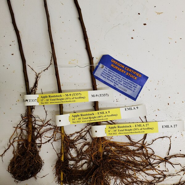 Ultra Dwarfing Apple Rootstock for Grafting  - 3/16 to  1/4 inch