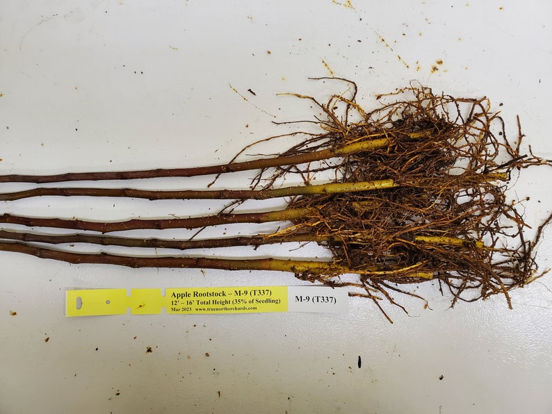 5 Ultra Dwarfing Apple Root-Stock Bulk image 3