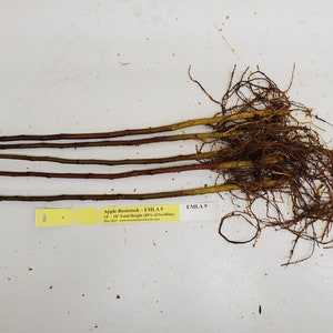 5 Ultra Dwarfing Apple Root-Stock Bulk image 4