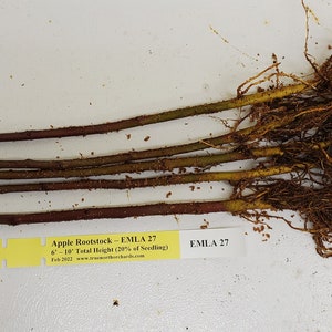 5 Ultra Dwarfing Apple Root-Stock Bulk image 2