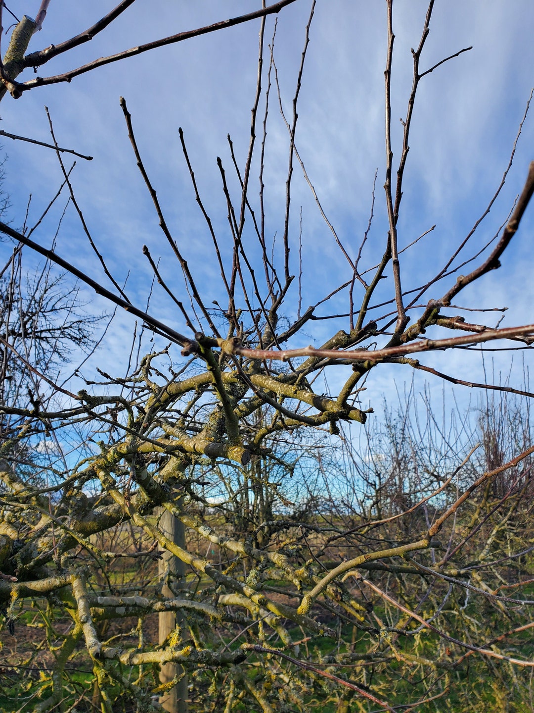 Apple Tree Scion Wood for Grafting Etsy