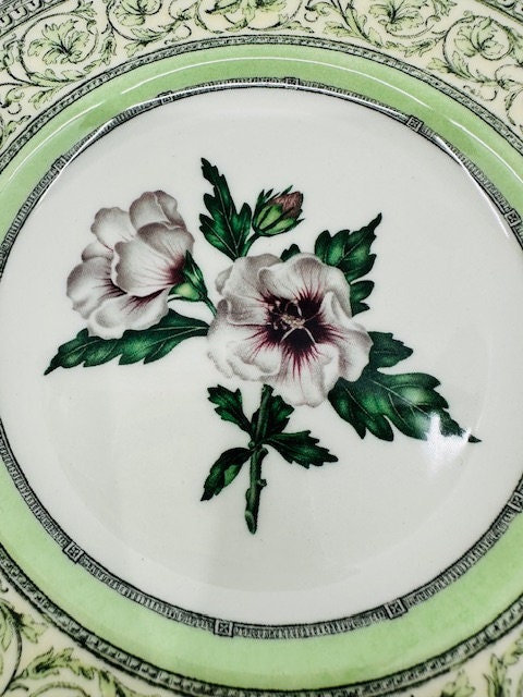 The Royal Horticultural Society Apple Bee Collection Set of Four