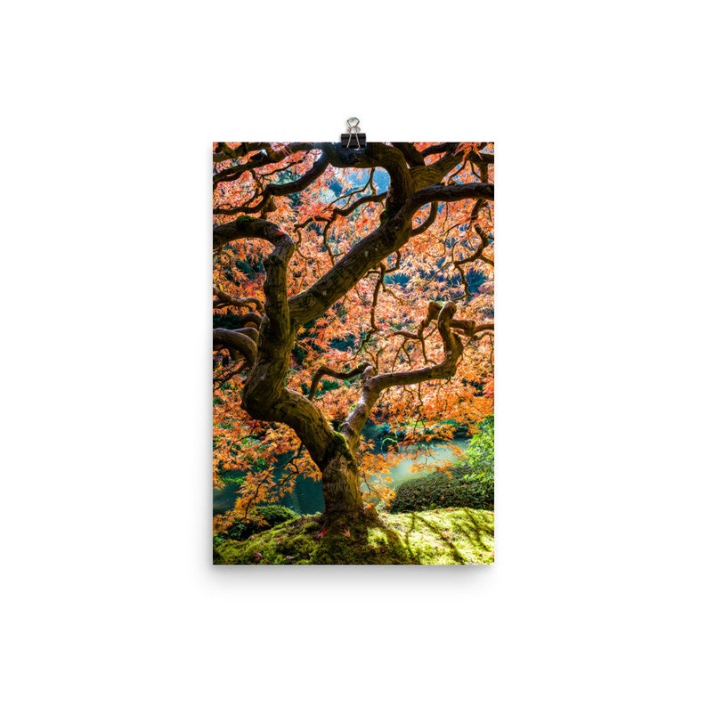 Japanese Maple Wall Art Tree Print Nature Photography Etsy