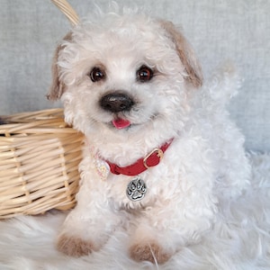 Escultura blanda realista de Maltipoo: regalo perfecto para los amantes de los perros
