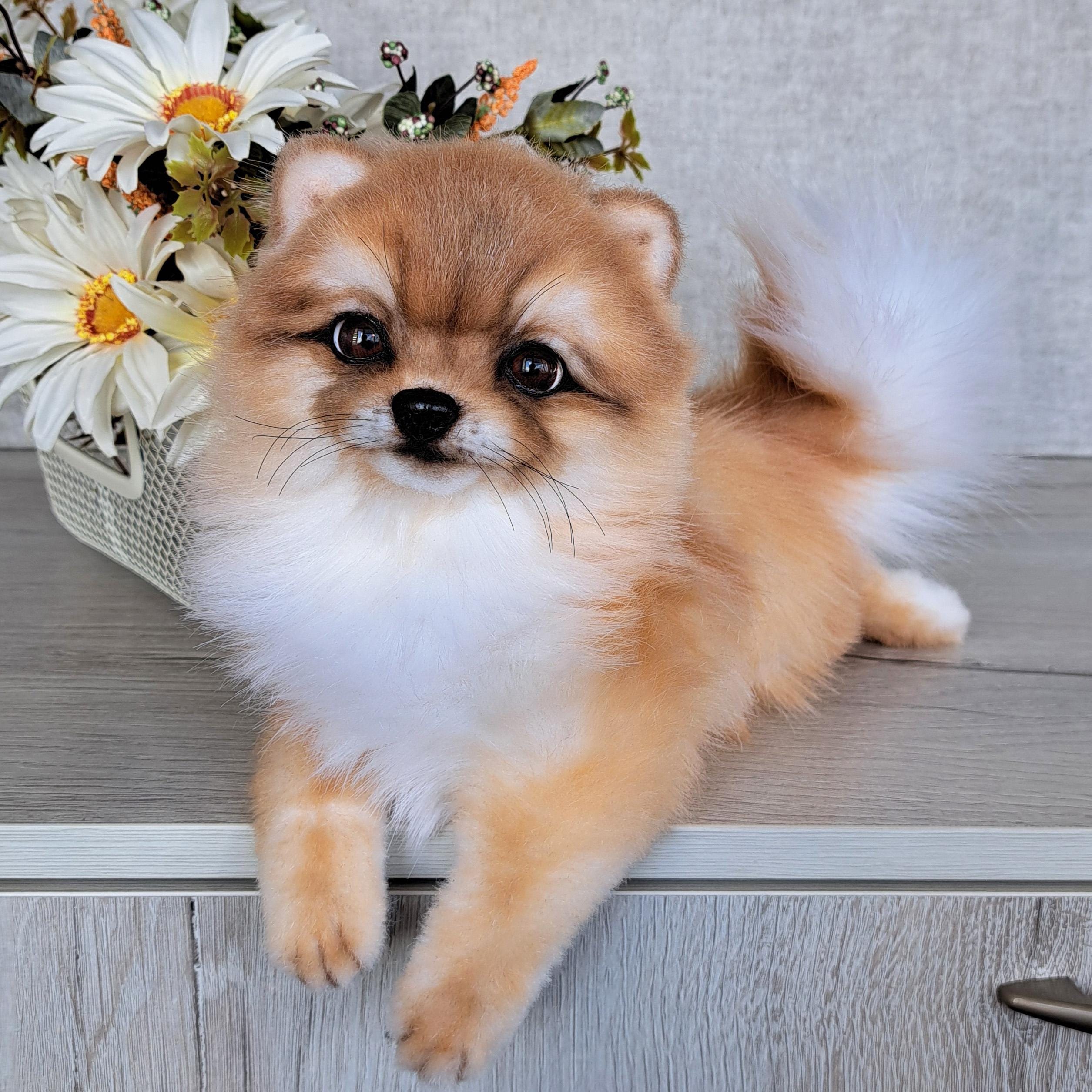 Pomeranian Large Fluffy Dog Breed Large Best Spitz Breed White