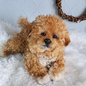 Maltipoo Puppy Chien réaliste