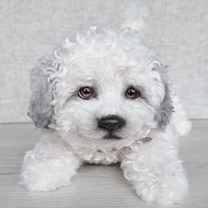Maltipoo Stuffed dog Realistic toy