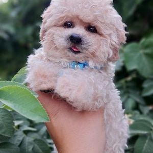 Adorable Maltipoo Puppy Plush: The Perfect Cuddly Companion for Pet Lovers