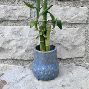 May include: A potted lucky bamboo plant with green leaves and stalks in a blue ceramic planter with a textured, speckled design.