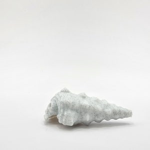 Peut inclure: Une coquille blanche avec une surface rugueuse et textur&eacute;e et une pointe pointue. La coquille a un motif mouchet&eacute; de petits points gris fonc&eacute;.