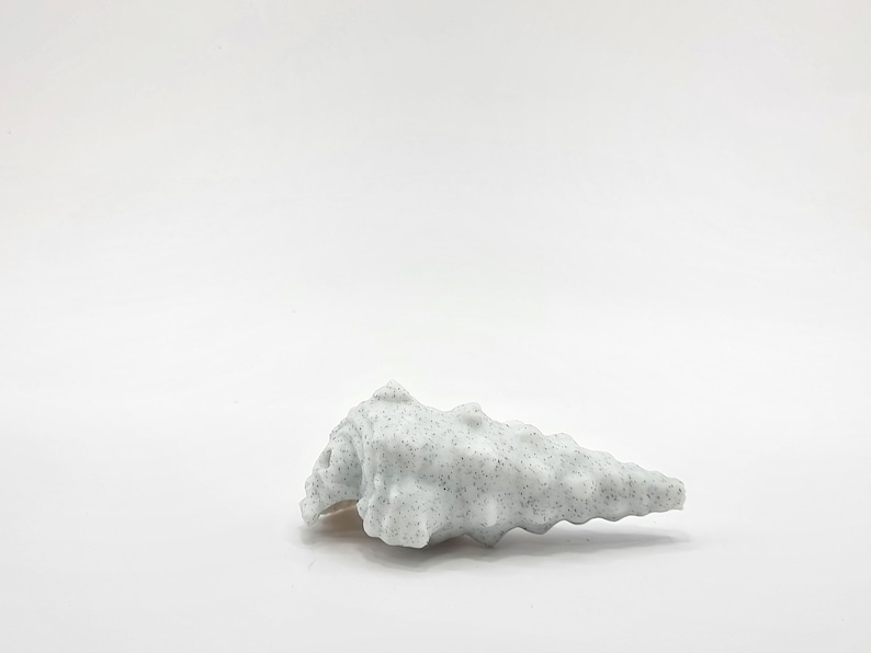 Peut inclure: Une coquille blanche avec une surface rugueuse et textur&eacute;e et une pointe pointue. La coquille a un motif mouchet&eacute; de petits points gris fonc&eacute;.