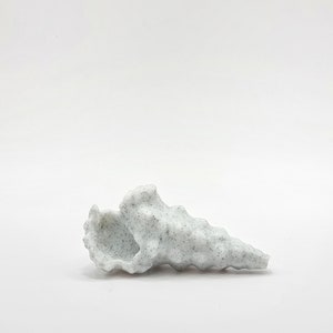 Peut inclure: Une coquille blanche avec une surface rugueuse et textur&eacute;e et une pointe pointue. La coquille a un motif mouchet&eacute; gris clair.