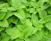 Lemon Balm Seeds X 40. Aromatic herb, used for seasoning, medicinals, (such as balm tea) and cocktails.