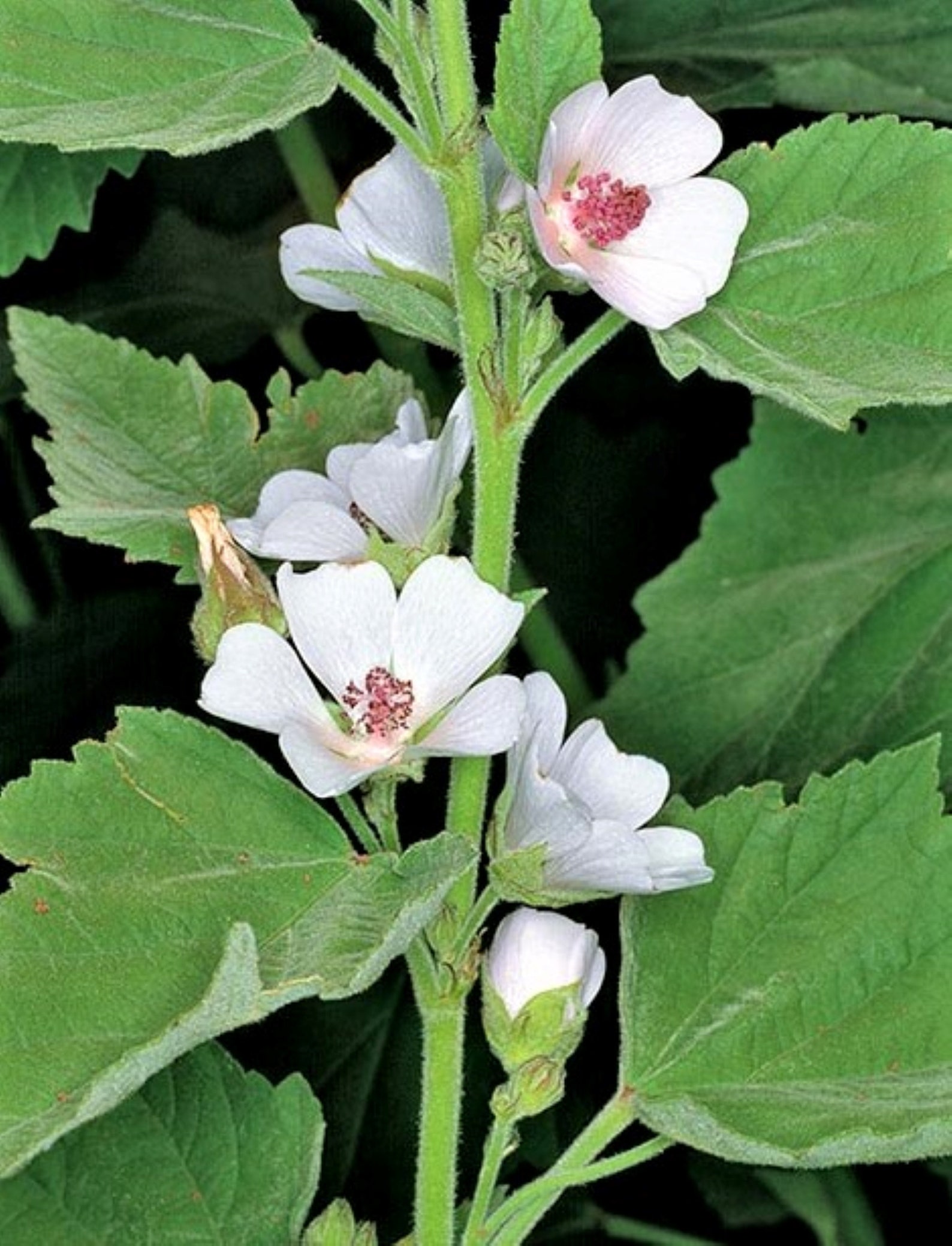 Marshmallow Plant Althaea Officinalis Seeds X 10. Beautiful Etsy