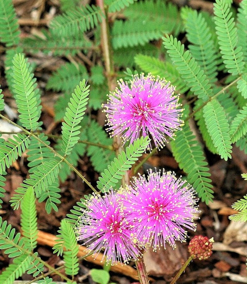 Como Extraer Semillas De Mimosa Pudica