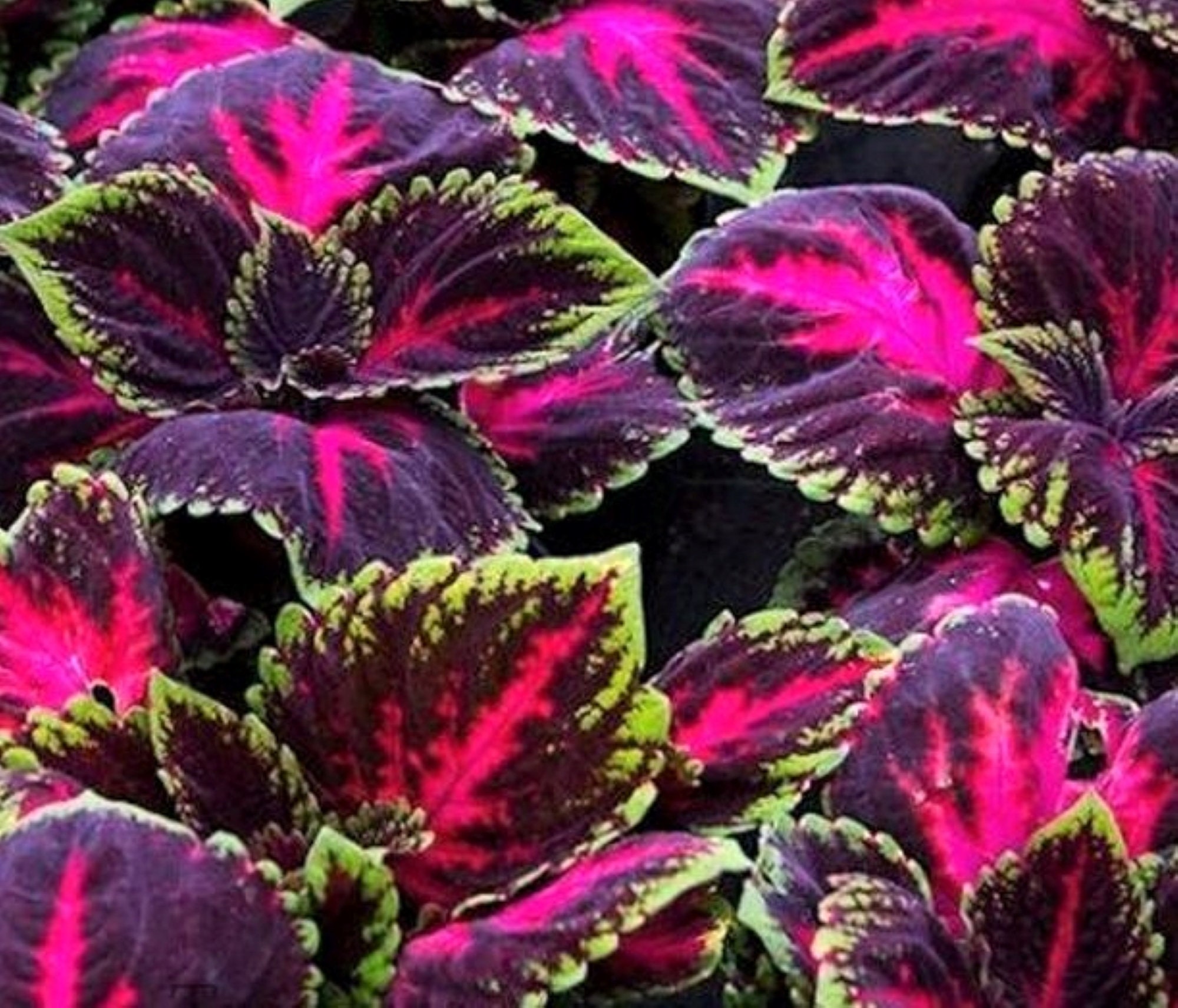 Coleus Black Dragon Seeds X 20. Pretty foliage. Can be used in | Etsy