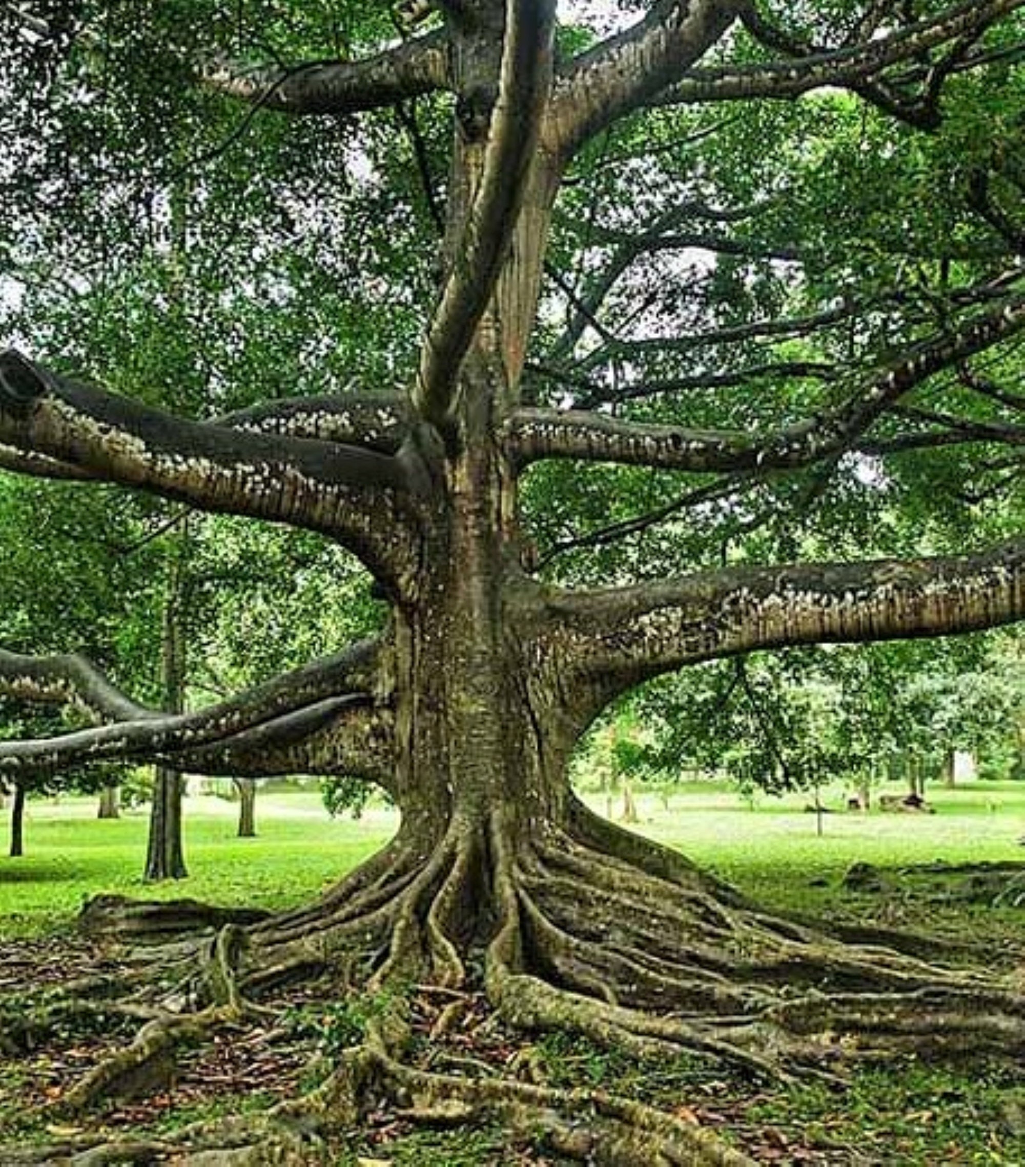 Sacred Fig Ficus Religiosa Seeds X 7 Makes a fantastic Etsy