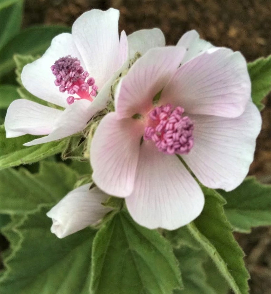 Marshmallow Plant Althaea Officinalis Seeds X 10. Beautiful Etsy