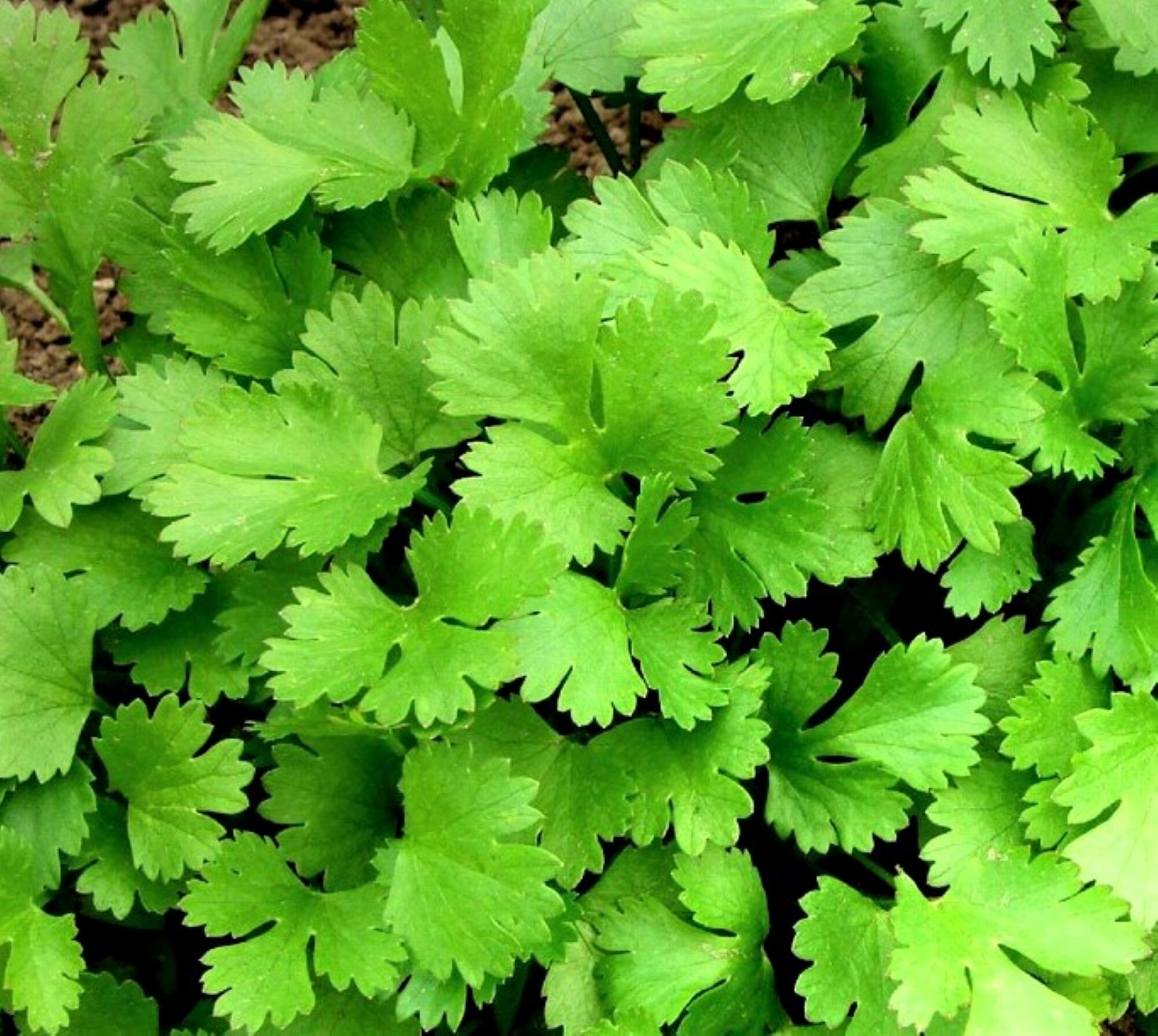 Organic Coriander Seeds coriandrum Sativum Seeds X 20. Etsy UK