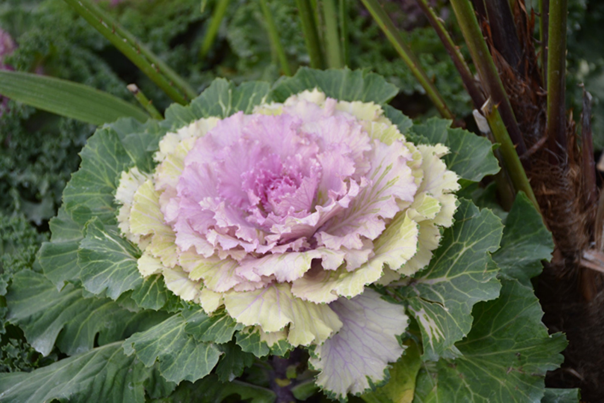 Ornamental Cabbage Osaka Mixed Seeds X 12. A mixed variety Etsy